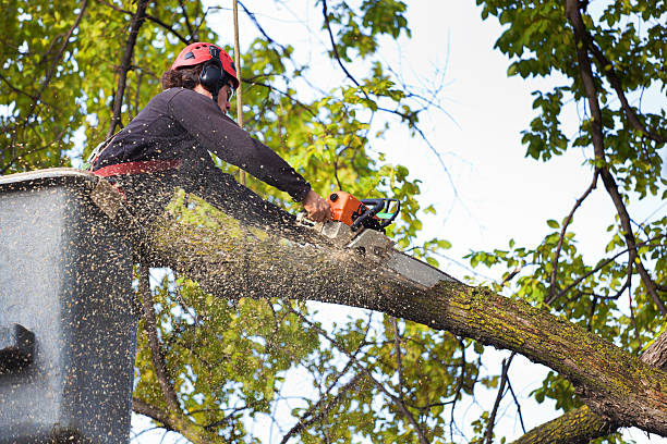 Best Storm Damage Tree Cleanup  in Mountain View Ranches, AZ