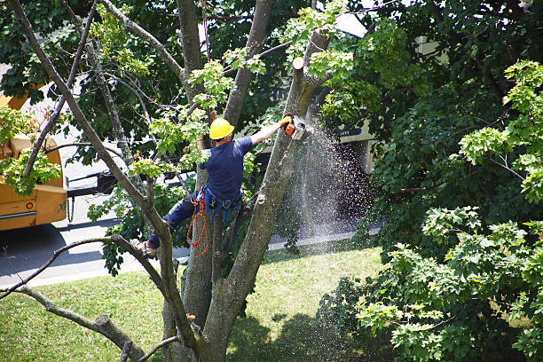 How Our Tree Care Process Works  in  Mountain View Ranches, AZ