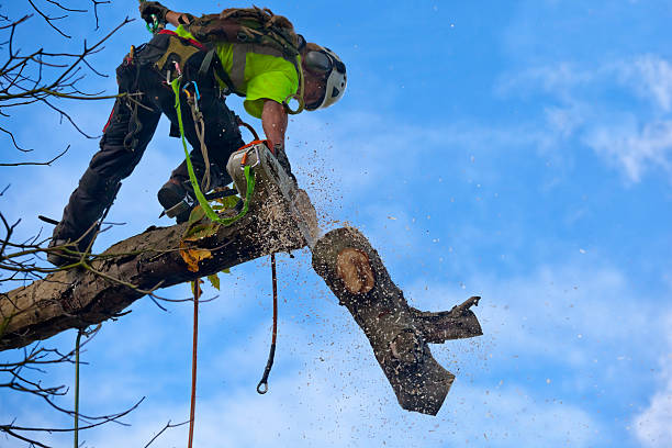 Best Hedge Trimming  in Mountain View Ranches, AZ